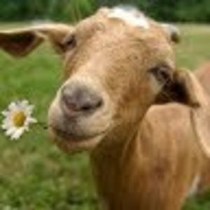 Meet your Posher, Cynthia